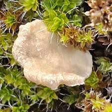 Attēlu rezultāti vaicājumam “Arrhenia spatulata”