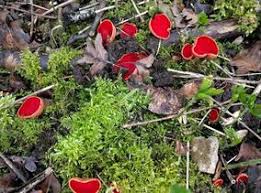 Attēlu rezultāti vaicājumam “Sarcoscypha austriaca”