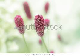 Attēlu rezultāti vaicājumam “Sanguisorba officinalis bud”