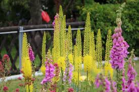 Image result for Steppenkerze