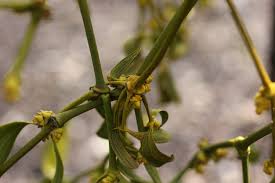 Attēlu rezultāti vaicājumam “Viscum album female flower”