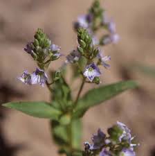 Attēlu rezultāti vaicājumam “Veronica anagallis-aquatica”