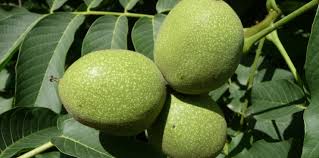 Attēlu rezultāti vaicājumam “Juglans regia leaf”