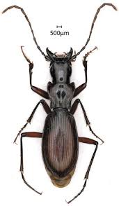 Attēlu rezultāti vaicājumam “Pterostichus sp.”