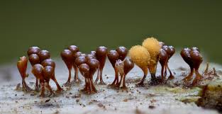 Attēlu rezultāti vaicājumam “Lycogala cf. fossiculatum sessile”