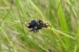 Attēlu rezultāti vaicājumam “Anthracoidea”