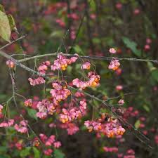 Attēlu rezultāti vaicājumam “Euonymus europaeus flower”