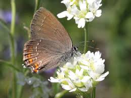 Attēlu rezultāti vaicājumam “Satyrium ilicis underside”