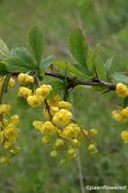 Attēlu rezultāti vaicājumam “Berberis vulgaris flower”