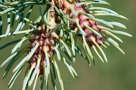 Attēlu rezultāti vaicājumam “Adelges laricis”