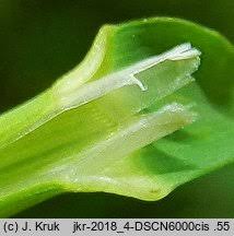 Attēlu rezultāti vaicājumam “Glyceria lithuanica”