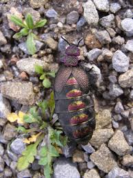 Attēlu rezultāti vaicājumam “Meloidae”