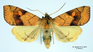 Attēlu rezultāti vaicājumam “Enargia paleacea”