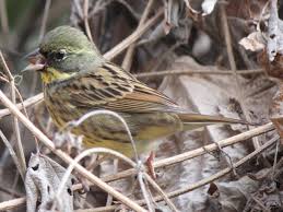 Image result for Emberiza spodocephala