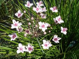 Attēlu rezultāti vaicājumam “Butomaceae”