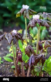 Attēlu rezultāti vaicājumam “Podophyllum hexandrum flower”