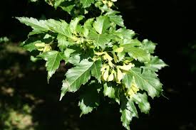 Attēlu rezultāti vaicājumam “Acer tataricum subsp. ginnala”