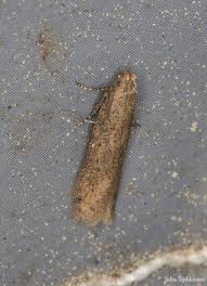 Attēlu rezultāti vaicājumam “Gelechia jakovlevi”