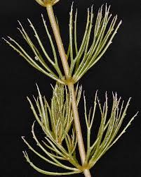 Attēlu rezultāti vaicājumam “Ceratophyllum submersum leaf”