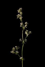 Attēlu rezultāti vaicājumam “Galium rivale fruit”