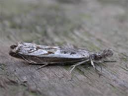 Attēlu rezultāti vaicājumam “Platytes alpinella”