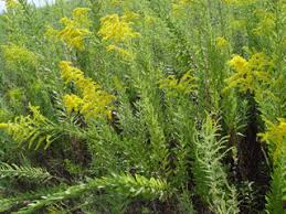 Attēlu rezultāti vaicājumam “Solidago canadensis flower”