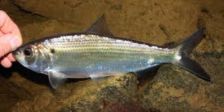 Image result for Alosa aestivalis