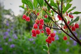 Attēlu rezultāti vaicājumam “Enkianthus chinensis”