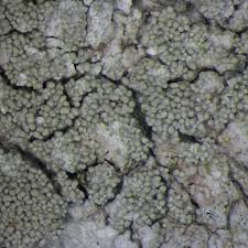 Attēlu rezultāti vaicājumam “Pertusaria coccodes”