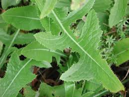 Attēlu rezultāti vaicājumam “Hieracium murorum flower”