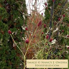Attēlu rezultāti vaicājumam “Sanguisorba officinalis flower”