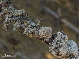 Attēlu rezultāti vaicājumam “Cystocoleus ebeneus”