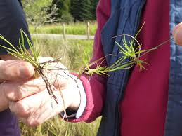 Attēlu rezultāti vaicājumam “Agrostis canina leaf”