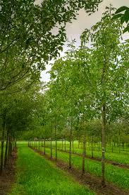 Attēlu rezultāti vaicājumam “Juglans regia”