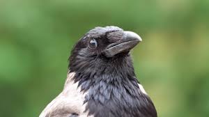 Attēlu rezultāti vaicājumam “Corvus cornix juvenile”