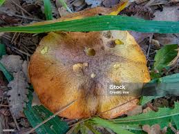 Attēlu rezultāti vaicājumam “Suillus granulatus”