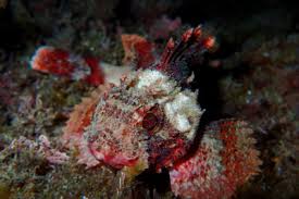 Image result for Scorpaena porcus