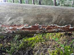 Attēlu rezultāti vaicājumam “Gloeoporus taxicola”