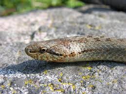 Attēlu rezultāti vaicājumam “Coronella austriaca adult”