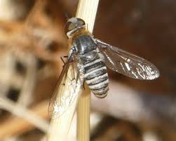 Attēlu rezultāti vaicājumam “Exoprosopa capucina”