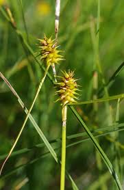 Attēlu rezultāti vaicājumam “Carex lepidocarpa”