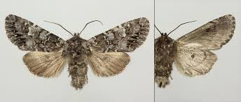 Attēlu rezultāti vaicājumam “Papestra biren”