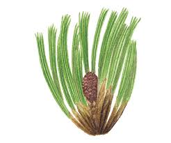 Attēlu rezultāti vaicājumam “Pinus cembra”