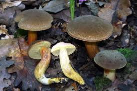 Attēlu rezultāti vaicājumam “Xerocomus pruinatus”