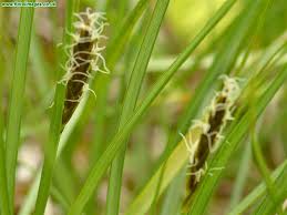 Attēlu rezultāti vaicājumam “Blysmus compressus”