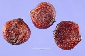 Attēlu rezultāti vaicājumam “Iris pseudacorus fruit”