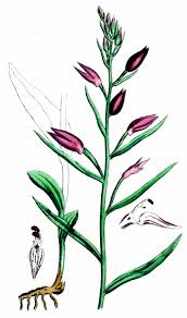 Attēlu rezultāti vaicājumam “Cephalanthera rubra leaf”