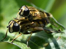 Attēlu rezultāti vaicājumam “Helophilus hybridus male”