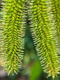 Attēlu rezultāti vaicājumam “Carex pseudocyperus male flower”