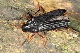 Attēlu rezultāti vaicājumam “Melandryidae”